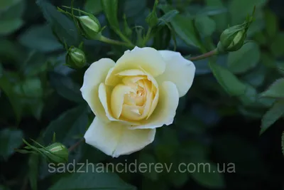 Роза зоненширм: скачать фотографию с прозрачным фоном