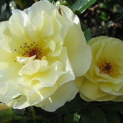 Фото розы зоненширм в сепии: романтическая атмосфера