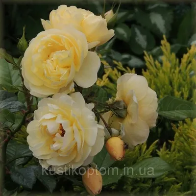 Фото розы зоненширм с привлекательными цветовыми оттенками