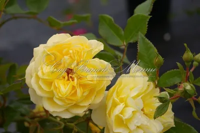 Фотография розы зоненширм в высоком разрешении