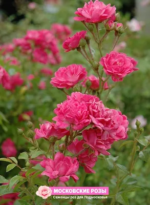 Фото розы зоненширм: выбирай любой формат и наслаждайся красотой