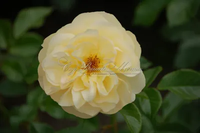 Роза зоненширм: изображение высокого качества