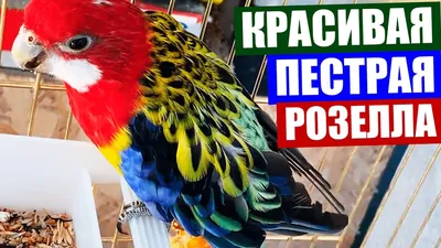 Розелла на изображениях: наслаждайтесь красивыми фото птицы