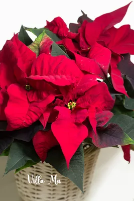 Фото с Рождественской розой: загадочность и роскошь в одном кадре