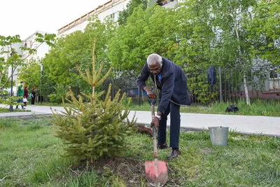 Фотографии праздничного дерева: волшебные картинки для обоев на телефон