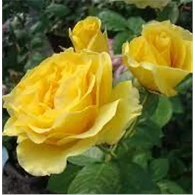 Рози дэй: красивая роза на фото