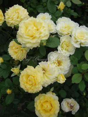 Рози дэй: webp изображение розы