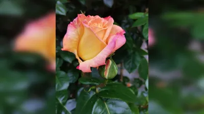 Рози дэй: фотография красивой розы