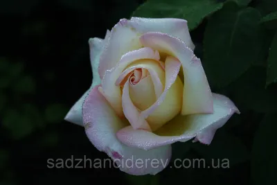 Рози дэй: webp картинка розы