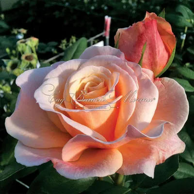 Картинка розы Рози дэй: маленький webp