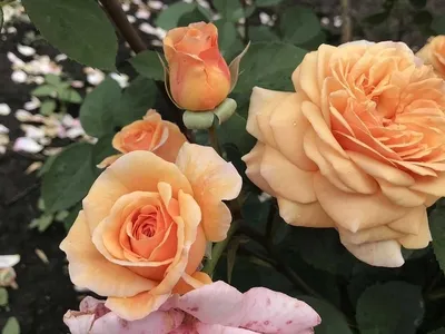 Рози дэй: webp изображение красивой розы