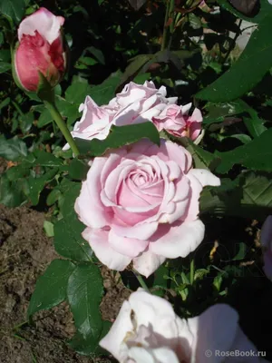 Картинка розы Рози дэй: webp формат