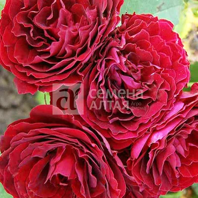Рози дэй: красивое изображение розы в png