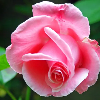 Розовая Роза  фото