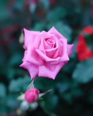 Розовые Розы на фотографиях: выберите размер и формат для загрузки