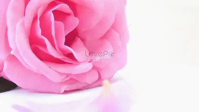 Розовые розы на фото: выбирайте формат и размер для загрузки