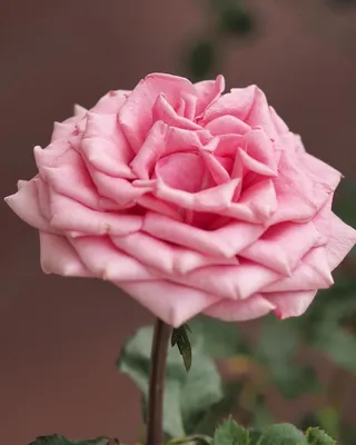 Изображение Розовой Розы: обои для вашего экрана