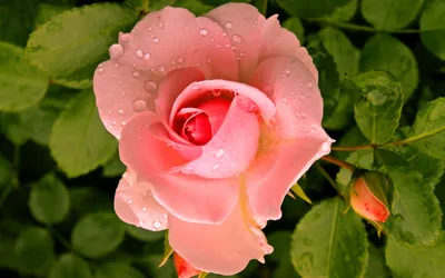 Розовая Роза в сердечке в формате JPG