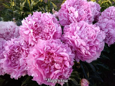 Розовидные пионы: шикарные фото пышных цветов