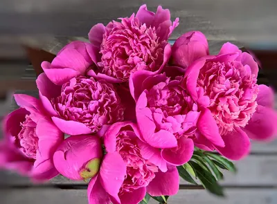 Изумительные розовидные пионы на фото