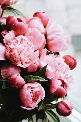 Цветущие пионы в розовой гамме: шедевры природы на фото