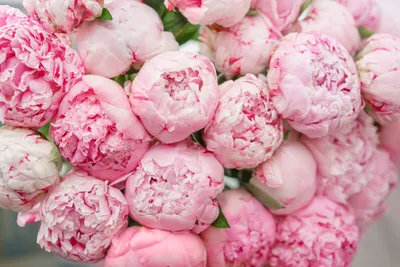 Белоснежные и розовые пионы на фотографиях: прекрасное сочетание