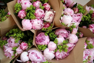 Фото розовидных пионов: воплощение красоты в цветах