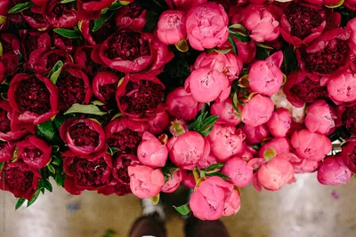 Фото пионов: загадочные и нежные розовые красавцы