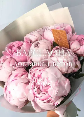 Розовидные пионы: натюрморт восхитительных цветов