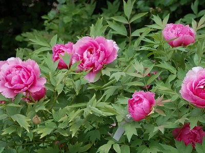 Фото пионов: природные шедевры в розовых тонах