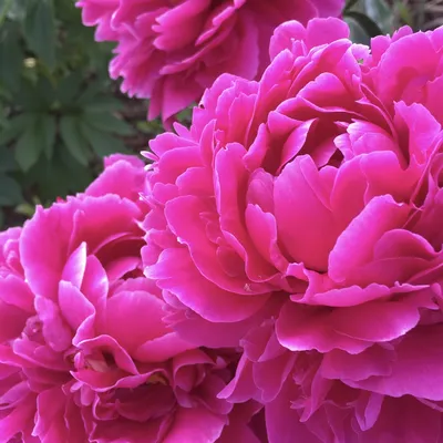 Фото пионов: феерическая красота розовой симфонии