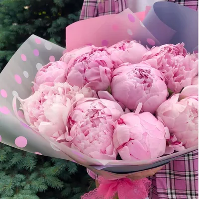 Фото пионов: манящие розовые пелены на цветочных платьях