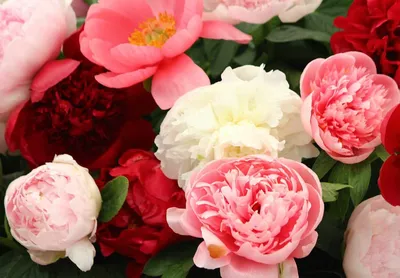 Снимки розовидных пионов: воплощение прекрасного в цветах