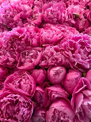 Фото пионов: розовые красотки, привлекающие взгляд