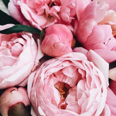 Прекрасные розовидные пионы на снимках: изящество и роскошь цветов