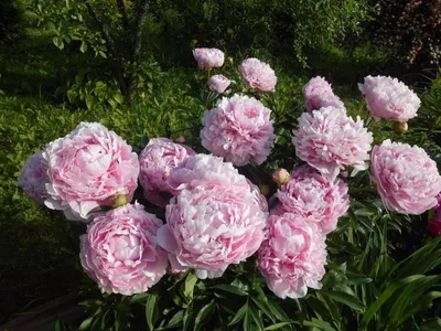Великолепие розовидных пионов на фото: красота, не имеющая границ