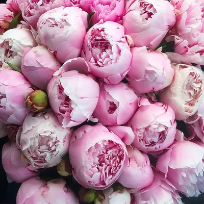 Наши лучшие снимки розовидных пионов: великолепие природы