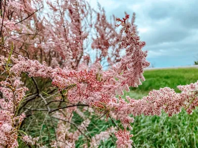 Великолепие розового дерева на фото