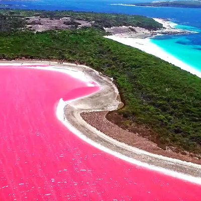 Розовое озеро хиллер австралия  фото