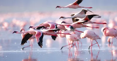 Фотка Розового озера Хиллер Австралия - яркая картинка для полного погружения в красоту природы