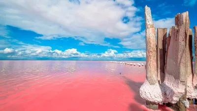 Розовое озеро в крыму  фото