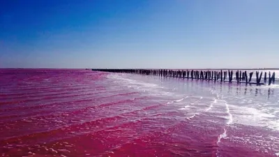 Розовое озеро: Живописные фото, бесплатно скачать (JPG, PNG, WebP)
