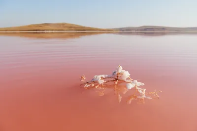Рисунок Розового озера восхитительного вида на Mac