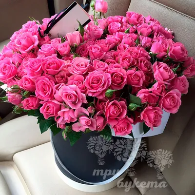 Фото розовых кустовых роз для скачивания в формате webp