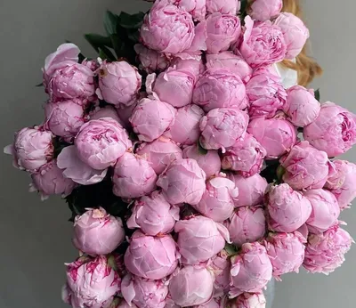 Розовые пионы  фото