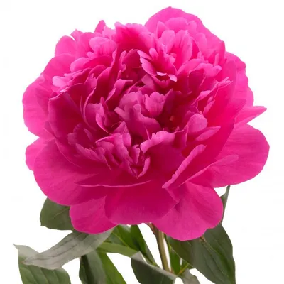 Фотография с розовыми пионами: выберите подходящий размер