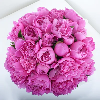 Картинка розовых пионов: выберите формат для сохранения