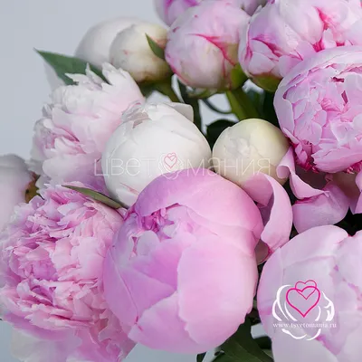 Фотография розовых пионов: выберите подходящий размер
