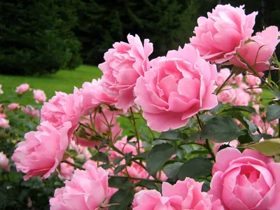 Картинка розовых пионов: выберите формат для скачивания