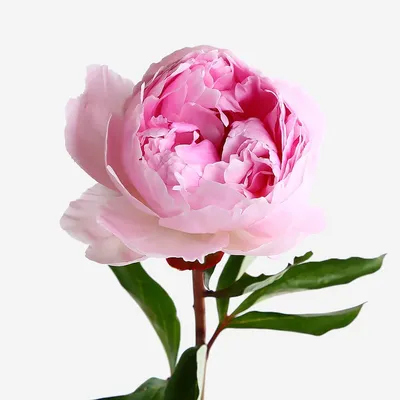 Розовые пионы: доступные варианты размеров картинки